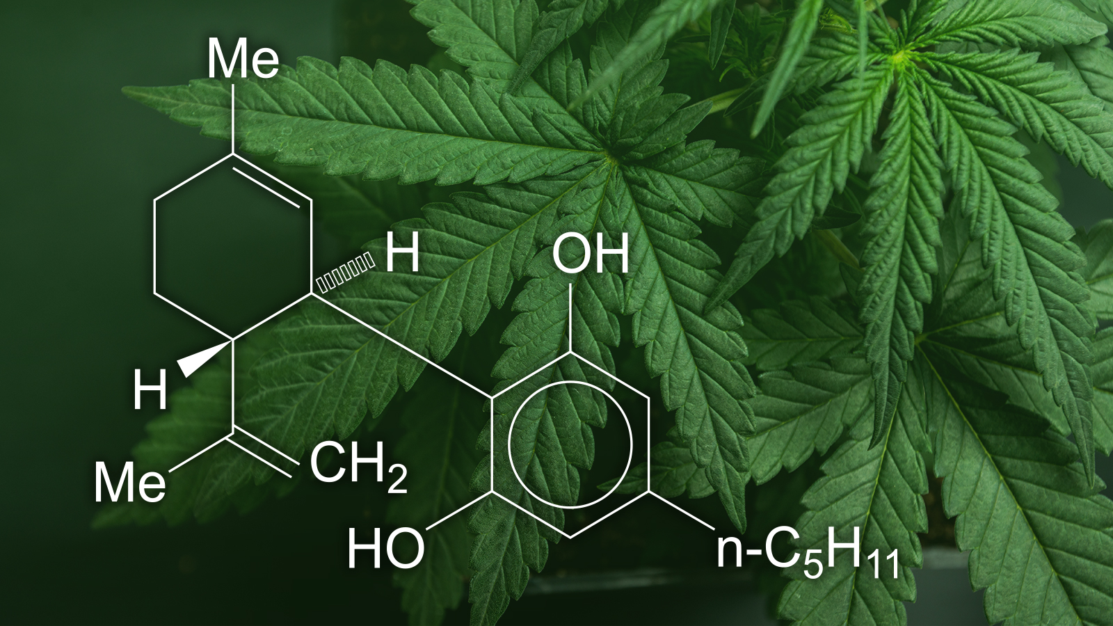 Articulos con CBD