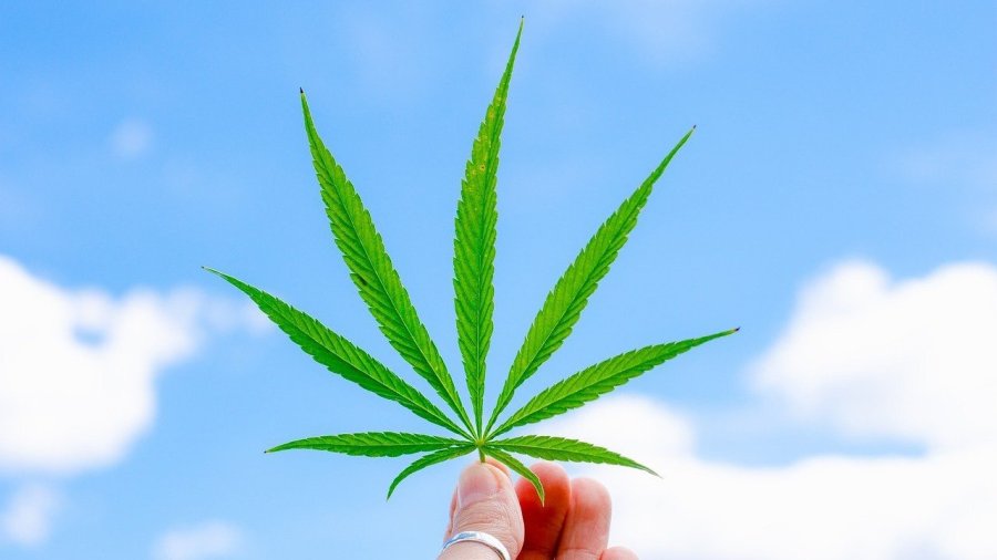 cbd cannabis